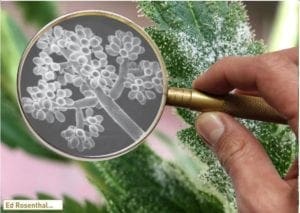 Cannabis FAQ’s