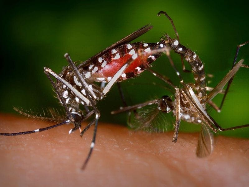 cdc-gathany-aedes-albopictus-4409